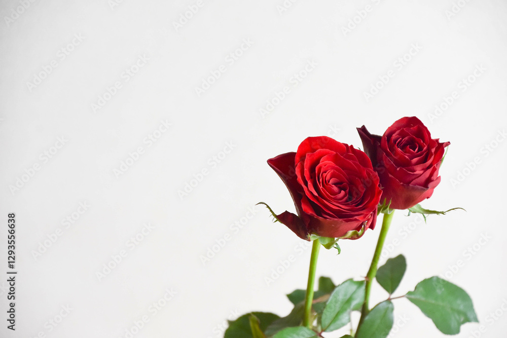 赤い薔薇 赤い薔薇