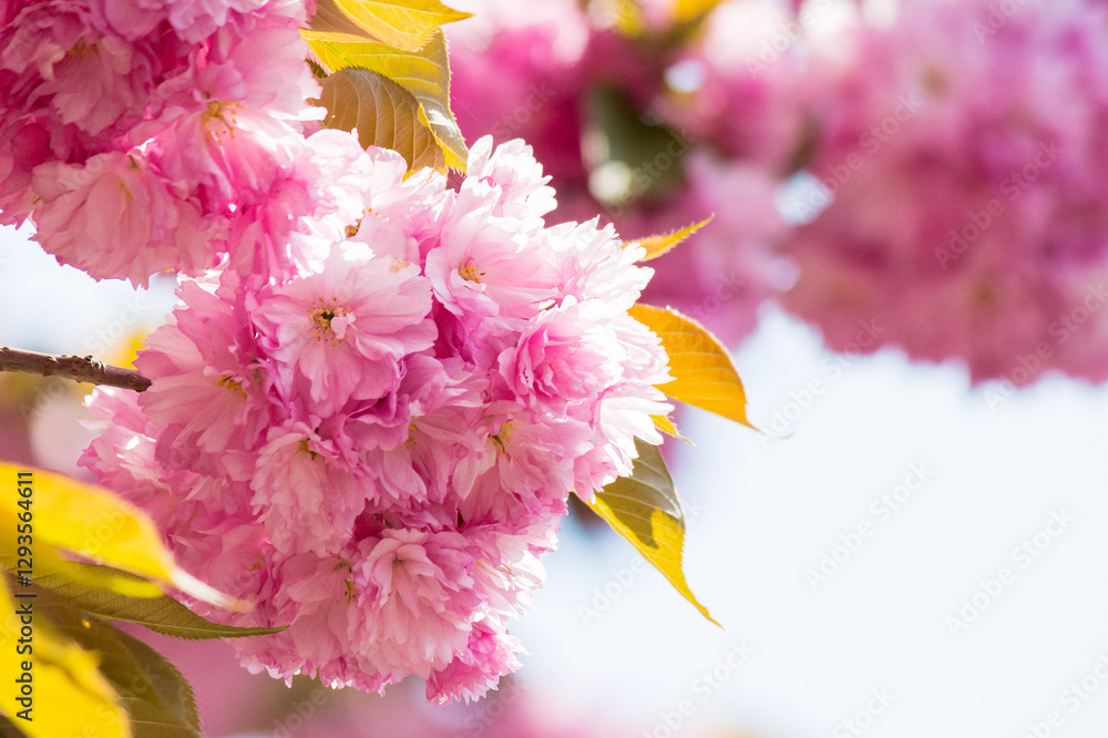 lush pink sakura blossom background. sunny weather in spring. hanami season in ukraine