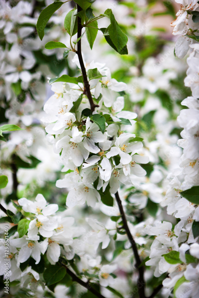 Blooming apple tree with white petals, springtime background, close-up Blooming apple tree with white petals, springtime background, close-up