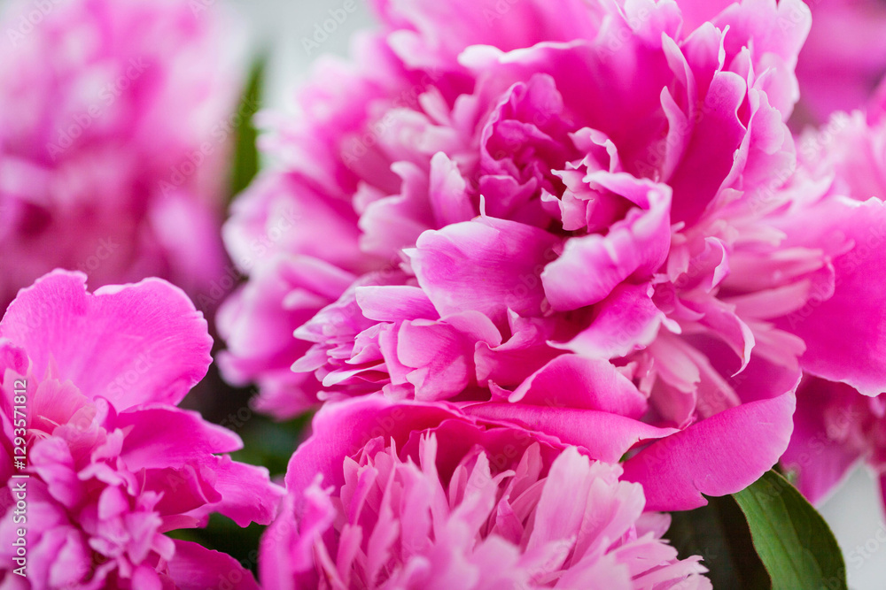 Close up of pink purple peony flowers Close up of pink purple peony flowers