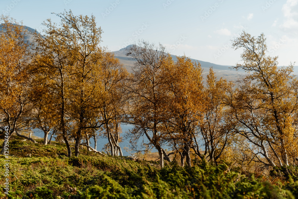 Golden Autumn Trees in the Mountains of Jotunheimen, Norway Golden Autumn Trees in the Mountains of Jotunheimen, Norway
