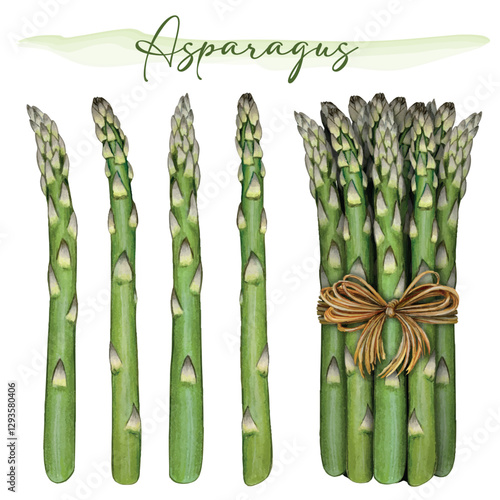Watercolor hand drawn realistic asparagus