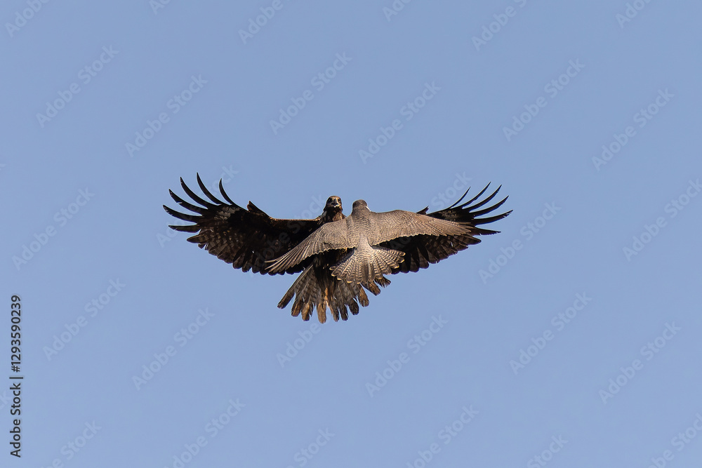 Peregrine falcon and black kite fight in mid air Peregrine falcon and black kite fight in mid air