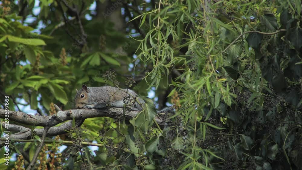 Cute Grey Squirrel Laying Across A Tree Branch Daytime Windy Borehamwood Hertfordshire UK Cute Grey Squirrel Laying Across A Tree Branch Daytime Windy Borehamwood Hertfordshire UK