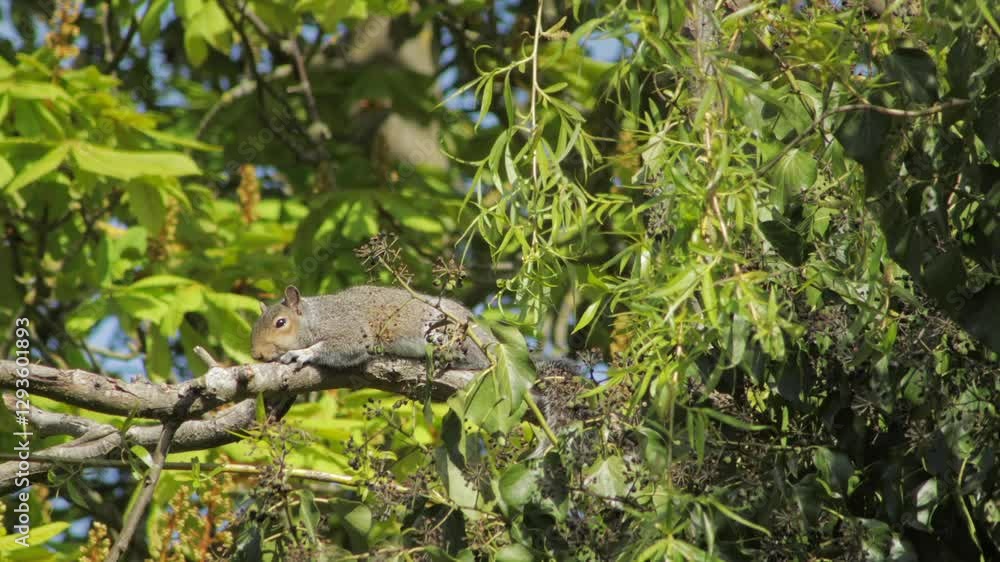 Sleepy Grey Squirrel Laying Across A Tree Branch Daytime Sunny Windy Borehamwood Hertfordshire UK Sleepy Grey Squirrel Laying Across A Tree Branch Daytime Sunny Windy Borehamwood Hertfordshire UK