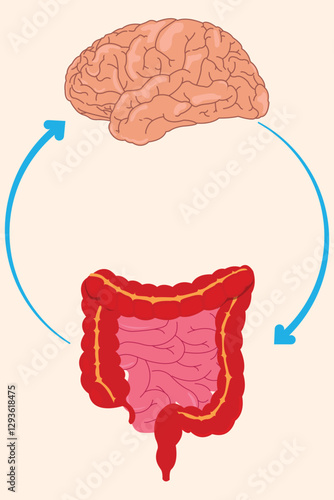 illustration of connection between the brain and the gut's nervous system, known as the "second brain."