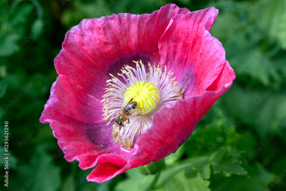 A honeybee is shown collecting pollen from a vibrant pink poppy flower. The bee is gathering pollen to bring back to its hive to feed the colony. This symbiotic relationship benefits both. A honeybee is shown collecting pollen from a vibrant pink poppy flower. The bee is gathering pollen to bring back to its hive to feed the colony. This symbiotic relationship benefits both.