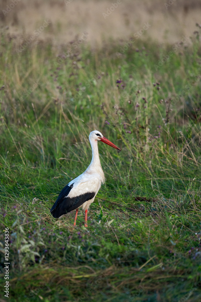 Fototapeta premium White Stork Standing in a Green Meadow