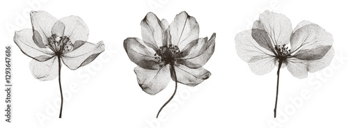 Vintage style herbarium plant set with X-ray effect. Trendy grunge style flowers. Texture in the form of vector points.
