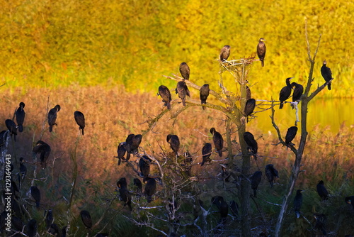 Kormorane am Schlafplatz im Herbst in Schweden