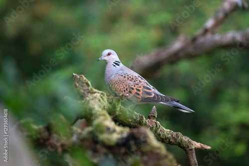European turtle dove (Streptopelia turtur)