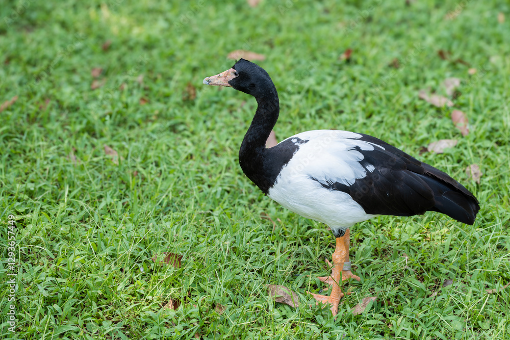 Magpie Goose or Anseranas semipalmata, a distinctive black-and-white waterbird with long legs and a bare, warty face, standing on lush green grass. Native to wetlands and swamps Magpie Goose or Anseranas semipalmata, a distinctive black-and-white waterbird with long legs and a bare, warty face, standing on lush green grass. Native to wetlands and swamps