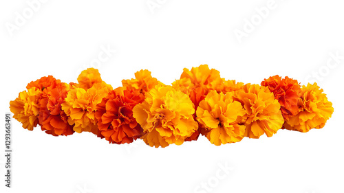 marigold flower