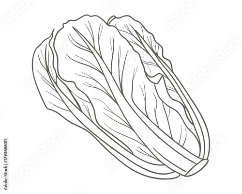 Hand-drawn kohlrabi line art  illustration. Vintage-style etching, perfect for packaging, prints, menus, and digital designs.