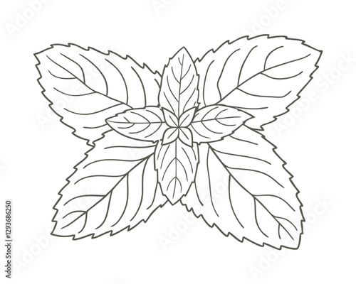 Hand-drawn peppermint line art illustration. Perfect for packaging, menus, prints, and digital designs.