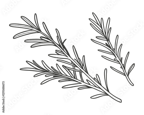 Hand-drawn rosemary leaves sketch illustration. Perfect for botanical designs, packaging, prints, and digital projects.