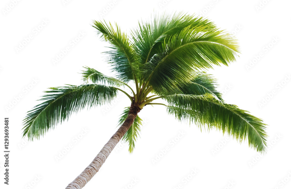 Obraz premium Tropical palm tree, cut out 
