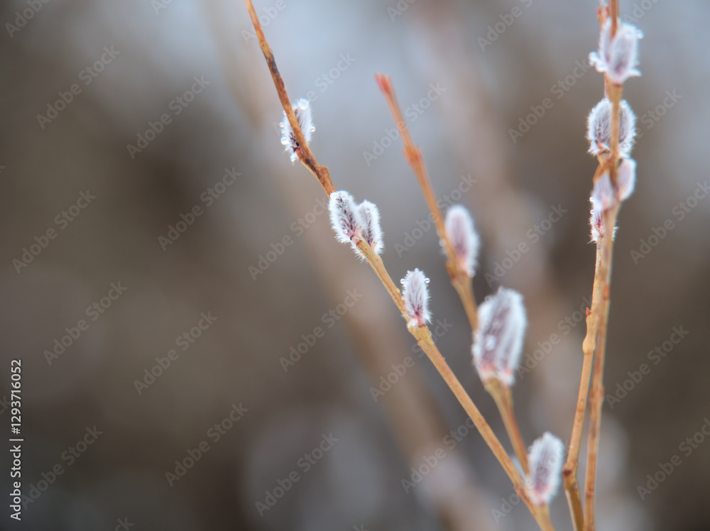 2月に芽吹いてきた小さくて可憐な「行李柳（コリヤナギ）」