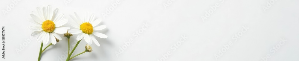 Single chamomile flower against a soft white background with subtle texture, flower, texture, Single chamomile flower against a soft white background with subtle texture, flower, texture,