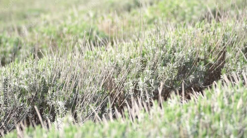 Grass, Field, Landscape - Close-up of a green grassy field with blurred background. Grass, Field, Landscape - Close-up of a green grassy field with blurred background.