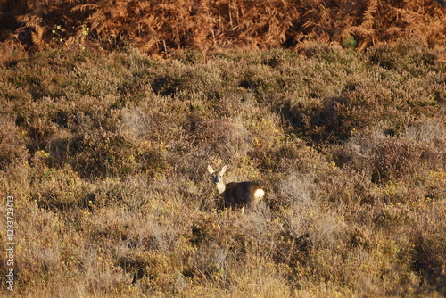 A small deer stands in a bushy area