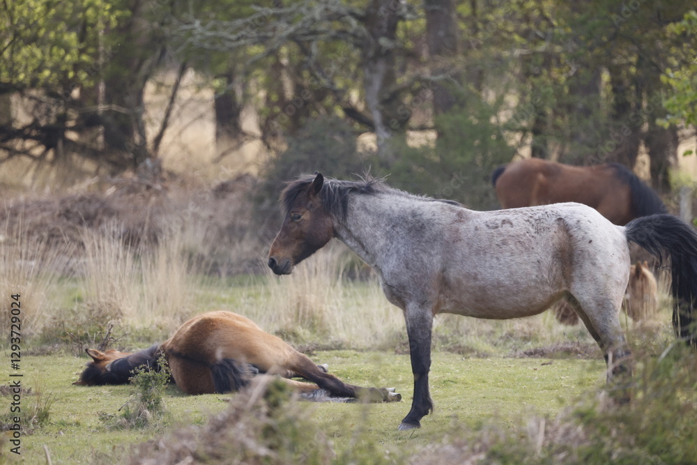 Fototapeta premium Several wild horses resting on the grass