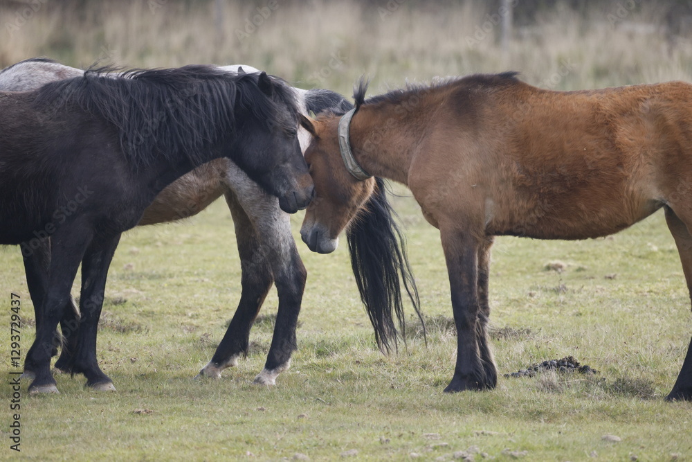 Obraz premium Wild horses stand close together in a grassy area