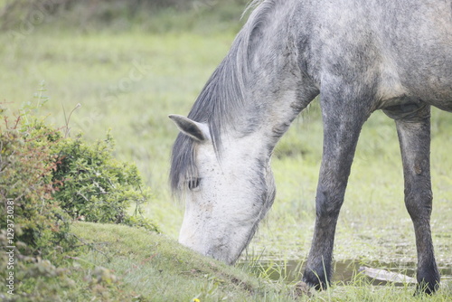Black and white wild horse eats grass