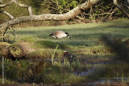 A wild goose near a branch and a bird on the grass
