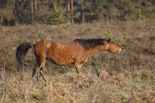 Wild brown horse in an open space in front of the forest