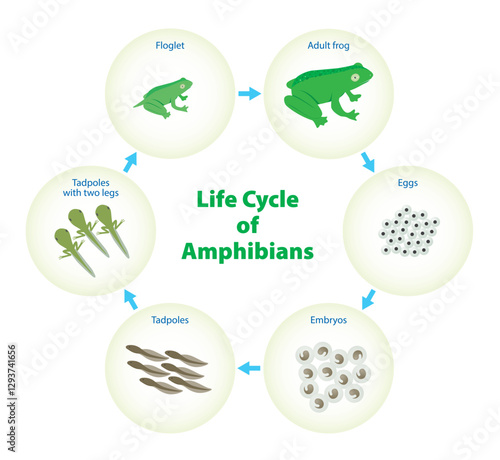Life Cycle of an Amphibians infographic. frog life growth illustration
