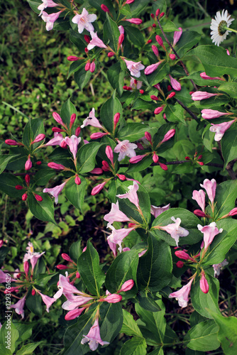 Beautiful weigela branch with bright pink flowers bells photo