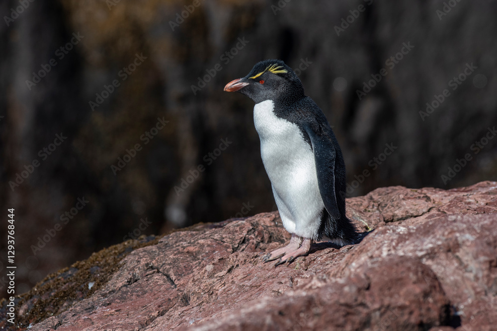 Fototapeta premium Rockhopper Penguin in Penguin Island,Puerto Deseado, Santa Cruz Province, Patagonia Argentina