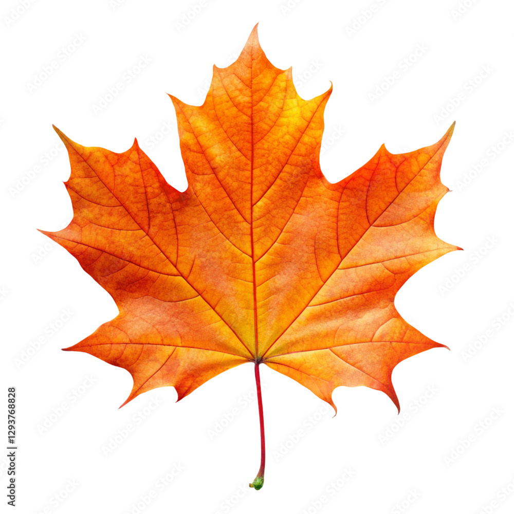 Obraz premium maple leaf isolated on white background