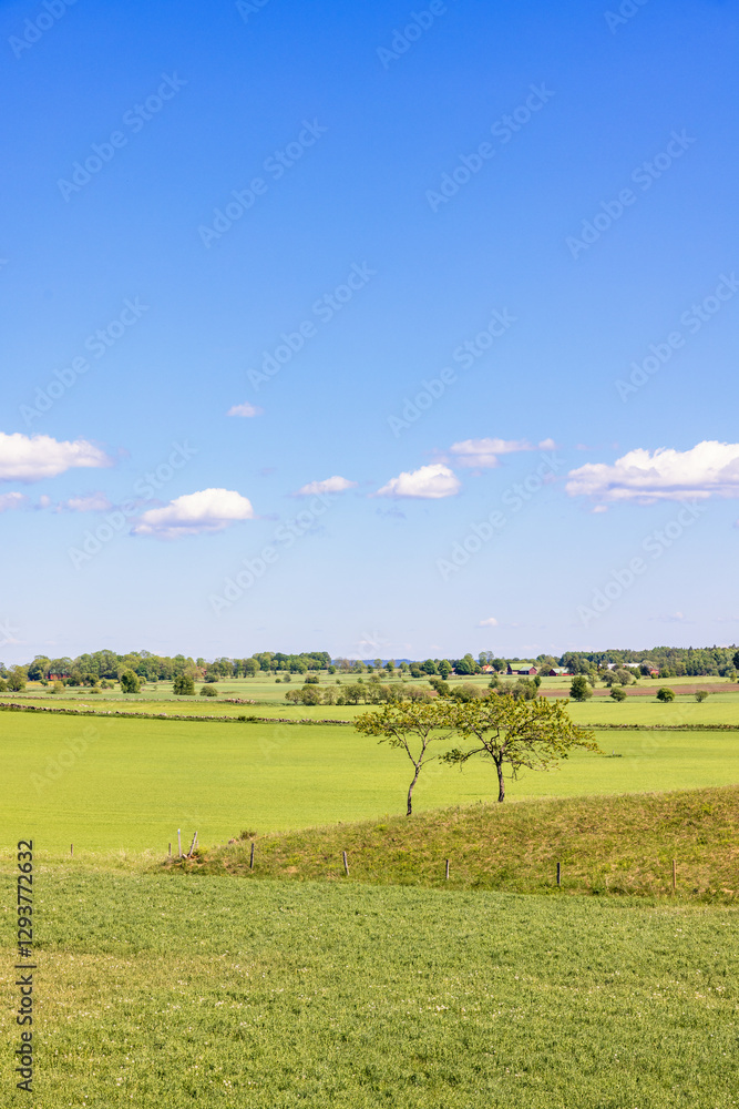 View at a cultivated landscape in the summer View at a cultivated landscape in the summer