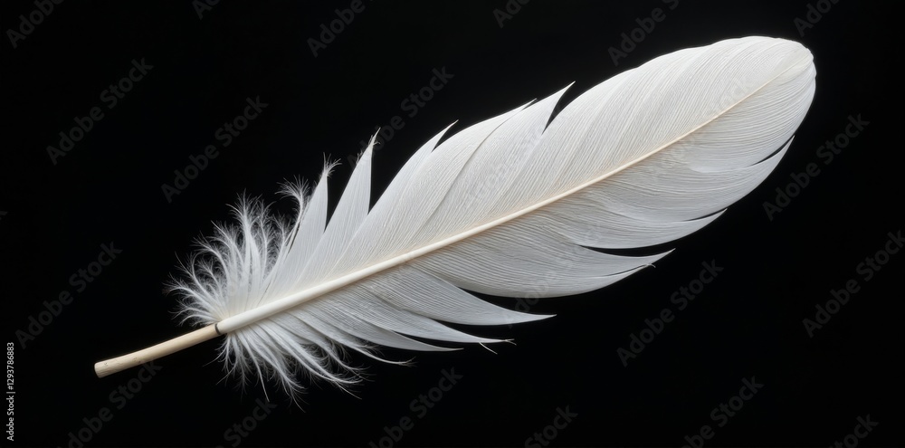 Single large white feather, intricate detail, black backdrop, fluffy, nature Single large white feather, intricate detail, black backdrop, fluffy, nature