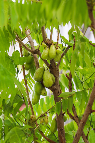 Fresh Bilimbi Fruits Hanging on a Tropical Tree photo