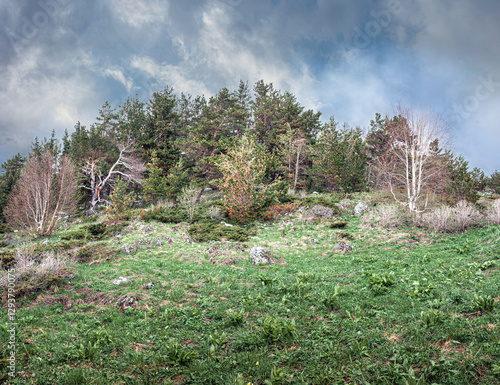 Forest on the mountain slopes of the Lago Naki plateau, Krasnodar Krai, Republic of Adygea photo