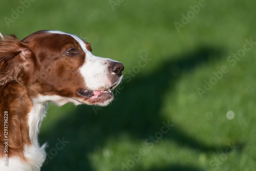 Irish Red and White Setter in profile view moving into frame photo