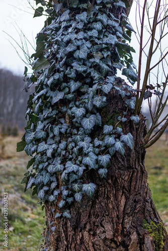 Fototapeta Naklejka Na Ścianę i Meble -  liście na korze drzewa