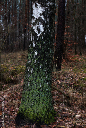 Fototapeta Naklejka Na Ścianę i Meble -  kora brzozy w lesie