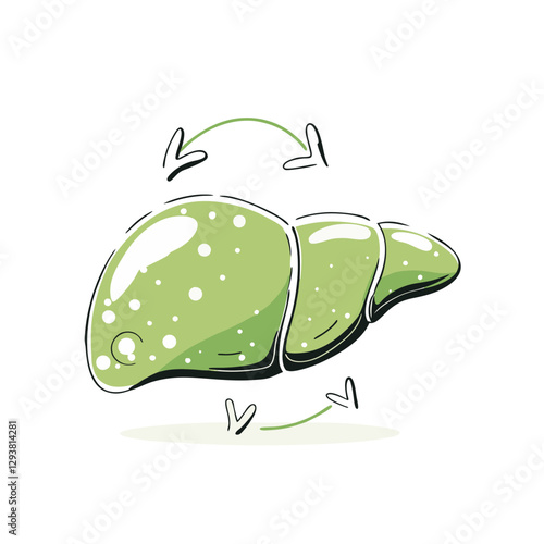 Vector illustration of a human liver with arrows indicating function or regeneration, symbolizing health, medical study, and organ function. Clean and informative design.