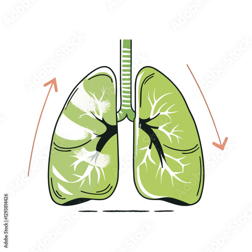 Illustration of human lungs depicting inhalation and exhalation. Ideal for medical, educational, and respiratory health concepts.