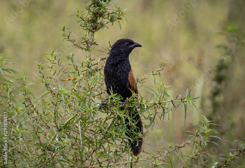 Lesser Coucal It is a bird that lives in the meadows. wetland and mainly fertile agricultural areas.