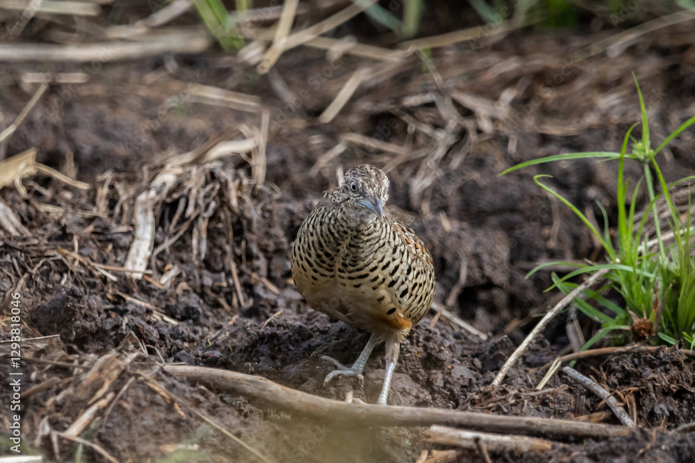 Obraz premium Barred Buttonquail It is a resident bird that can be found in Thailand and Southeast Asia.