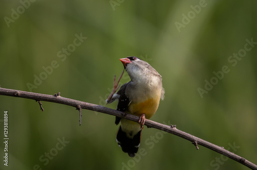 Obraz na płótnie Red avadavat It is a small bird in the bird family. This bird is found in open fields and grasslands in tropical Asia. w salonie