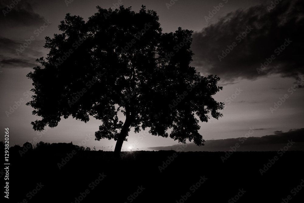 Oak Tree in Sunset