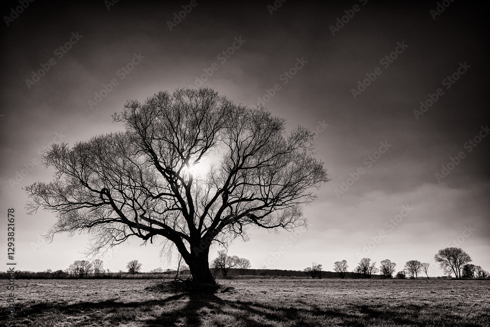 Baum im Winter