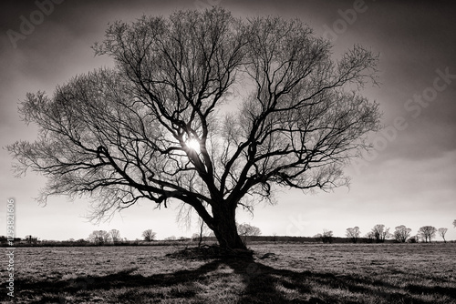 Baum im Winter