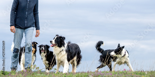 Photography Border Collies